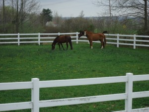 Horses enjoy pasture while waiting for their appointment
